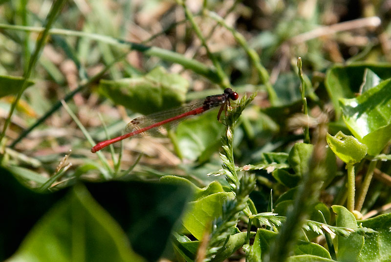 Ceriagrion tenellum (maschio)